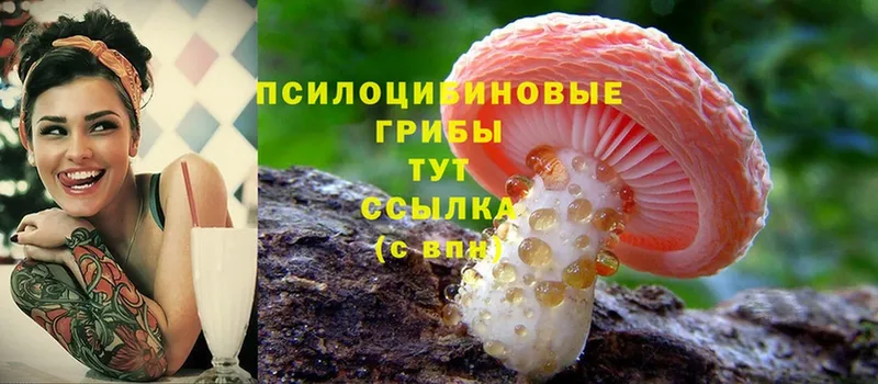 закладки  Мариинский Посад  Галлюциногенные грибы Cubensis 